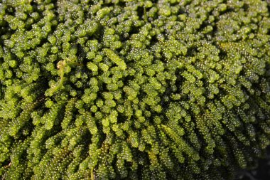 Yeşil bitkinin desenli arka planı