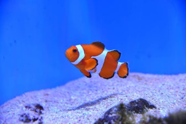 Mavi deniz suyunda yüzen balıklar