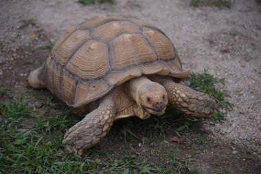 Kaplumbağa yerde dinleniyor.