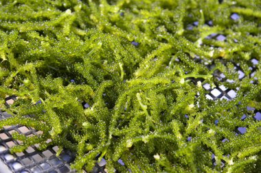 Yeşil yosunlar, taze çiğ yiyecekler..