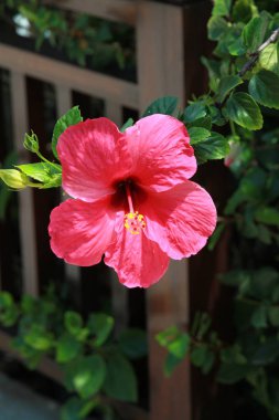 parlak pembe çiçek portre