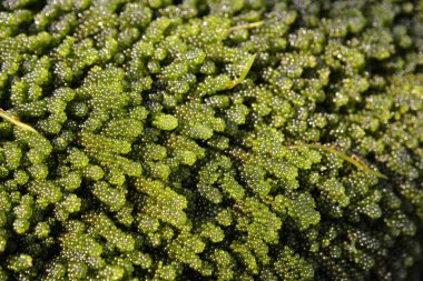 Yeşil bitkinin desenli arka planı