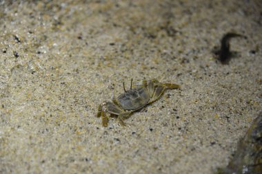 Kumsalda yürüyen küçük yengecin yakın görüntüsü