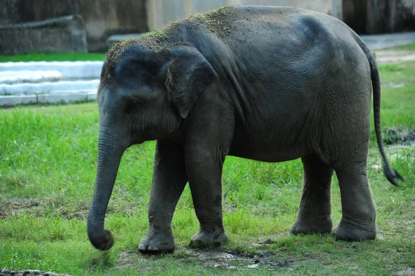 Elefante Bonito Parque Zoológico — Fotografia de Stock