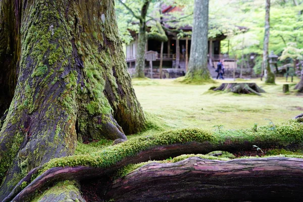 Vue Détaillée Arbre Mousseux — Photo