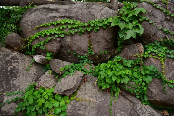 Pedras Com Folhas Verdes — Fotografia de Stock