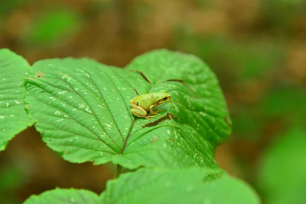 Close View Frog Sitting Green Plant — 스톡 사진