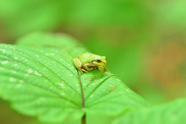 Close View Frog Sitting Green Plant — Stock Photo, Image