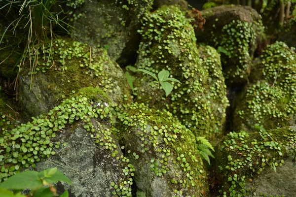 Green garden with mossy stones
