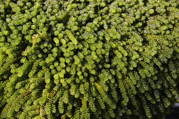 Yeşil bitkinin desenli arka planı