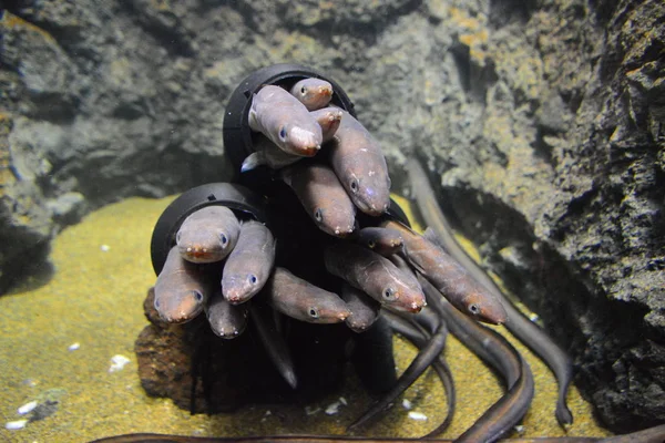 Peixe Comida Aquário — Fotografia de Stock