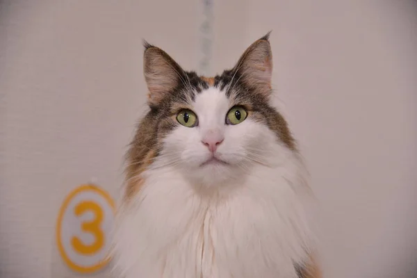 Retrato Gato Fofo Bonito Concurso Animal Estimação Doméstico — Fotografia de Stock