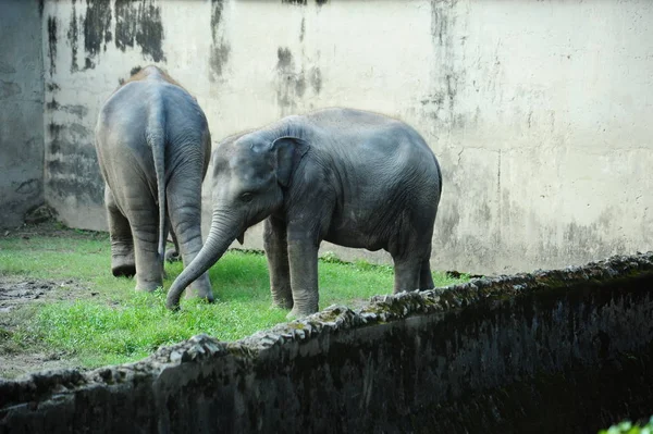 Elefantes Bonitos Parque Zoológico — Fotografia de Stock