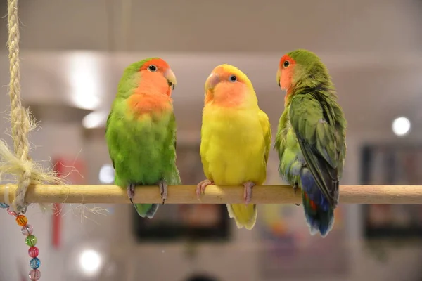 Ágon Ülő Színes Papagájok Közelsége — Stock Fotó
