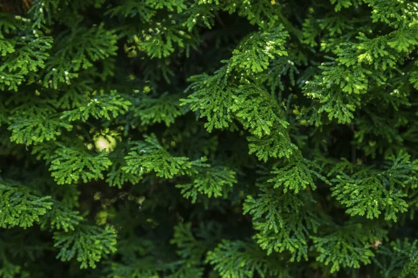 Yeşil Kozalaklı Ağaçtan — Stok fotoğraf