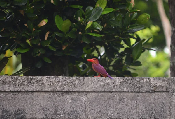 Çitin Üzerindeki Küçük Kırmızı Kuş — Stok fotoğraf