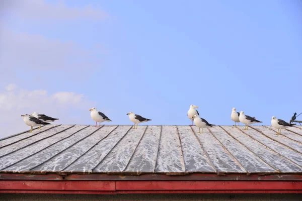 Seagulls Sitting House Roof — 스톡 사진