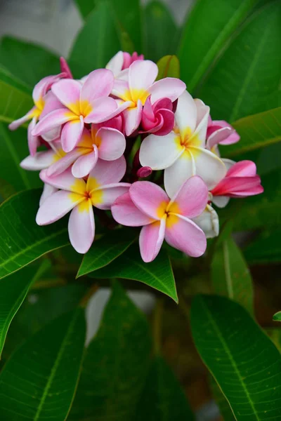 Nahaufnahme Blühender Frangipani Blumen — Stockfoto