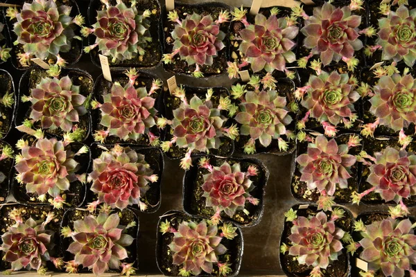 Cserepes Kaktusznövények Közelkép — Stock Fotó