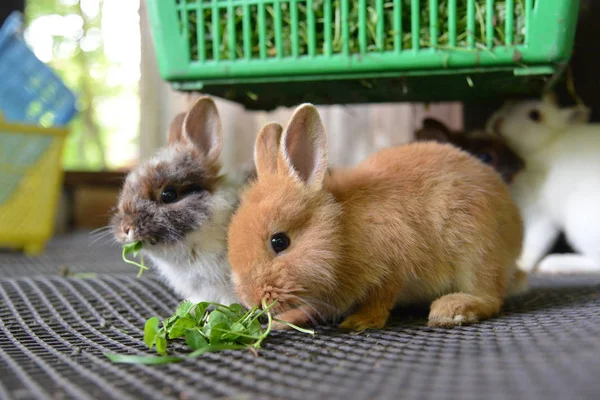 Pequeños Conejitos Domésticos Lindos Comiendo Hierba —  Fotos de Stock