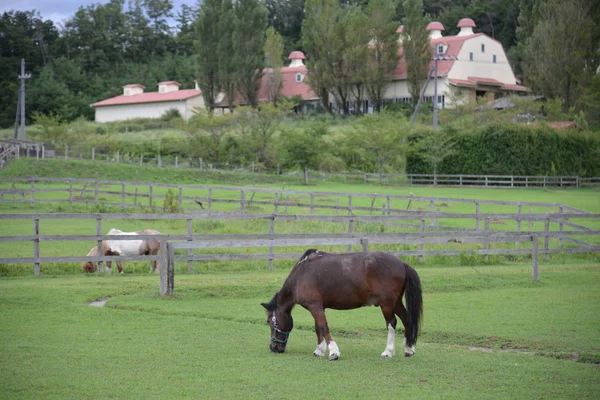 Horses Grazing Pasture — Stock Photo, Image
