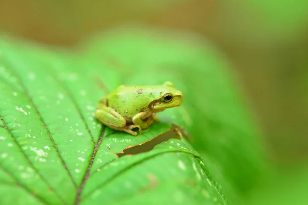 Vue Rapprochée Grenouille Assise Sur Une Plante Verte — Photo