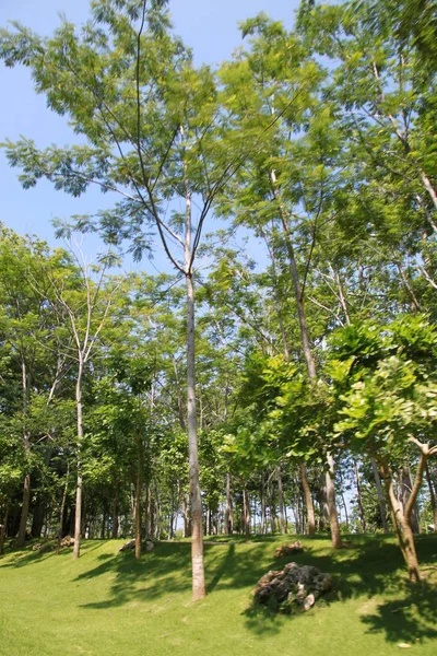 Parque Verde Verano Caluroso — Foto de Stock