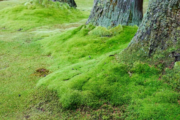 Mossy Gyökerei Hatalmas Fák Közelkép — Stock Fotó