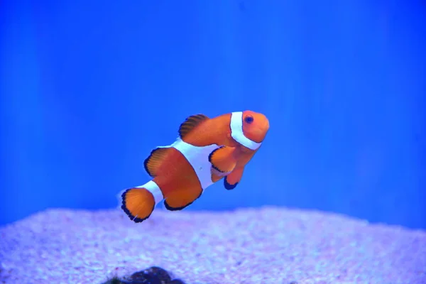Tropische Fische Meeraquarium — Stockfoto