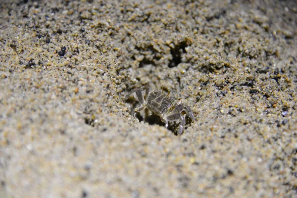 砂浜を歩く小さなカニの近くの景色 — ストック写真