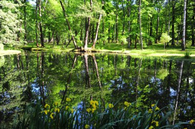 Ağacın ve gökyüzünün yansıması Peterhof Sarayı