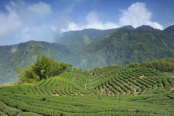 Bagua tea garden with tidy bushes