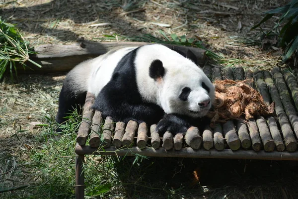 Panda Odpoczywa Zoo — Zdjęcie stockowe