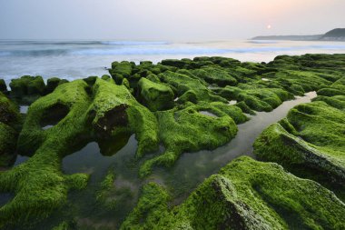Shihmen 'deki Laomei Yeşil Resifi' nde yeşil yosunlar.