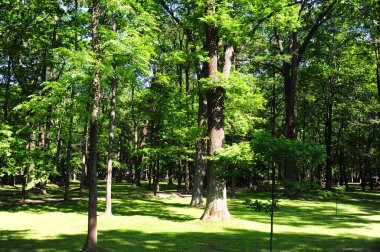 Peterhof Sarayı 'ndaki ağaçta güneş ışığı gölgesi.