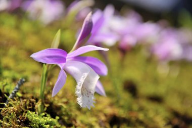 Pembe çiçekleri kapat Cypripedium formosanum