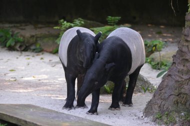 Malayan tapirs walking in park clipart