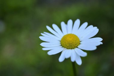 Fransız papatyasını kapat.