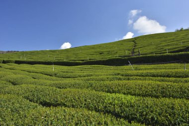 Scenic shot of Stone table tea garden