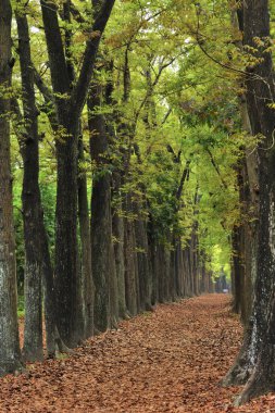 Maolin National Scenic Area