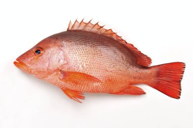 Lutjanus erythropteruson the white background