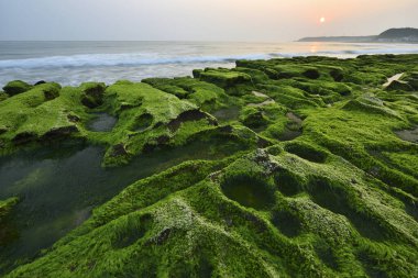 Shihmen 'deki Laomei Yeşil Resifi' nde yeşil yosunlar.