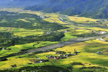 Doğu Rift Valley Paddy Field 'ın yüksek açılı görüntüsü.