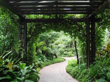 Singapur 'da çeşitli bitkilerle Ulusal Orkide Bahçesi