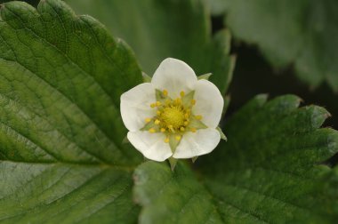 Close up of the white flower