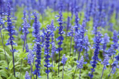 Tıbbi Bilge sahada çiçek açıyor.