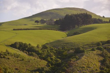Low angle shot of the green meadow hill in Penguin Place