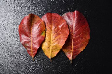 High angle shot of the red and yellow leaf