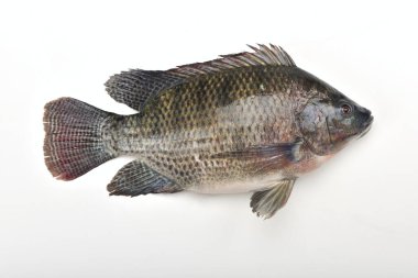 Beyaz arka plan üzerinde taze Tilapia