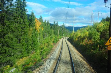 Tren yol yeşil orman